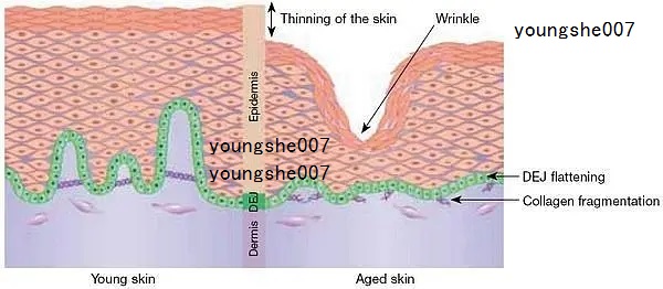 乙酰基四肽-9促进lumican蛋白质的生成，保持皮肤光滑和紧致
