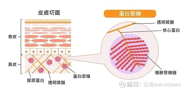 六肽-3是纤连蛋白仿生肽