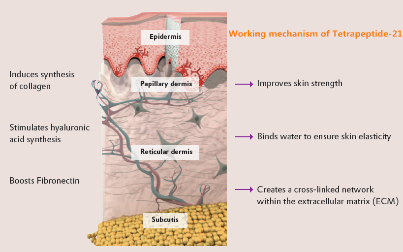 四肽-21（Tetrapeptide-21）结构独特\祛皱增加弹性
