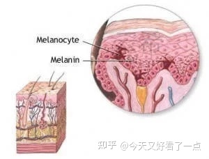 寡肽-54/生发小能手美容肽原料