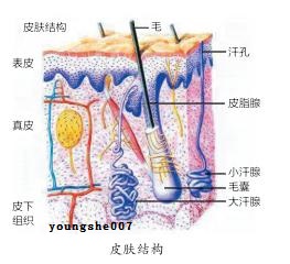 寡肽-3 Oligopeptide-3保持好皮肤的秘密