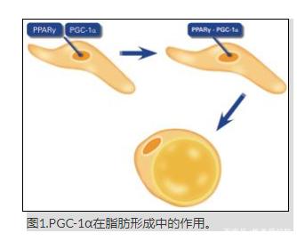 乙酰基六肽-38 Acetyl Hexapeptide-38 不做手术的丰胸肽丰胸原料