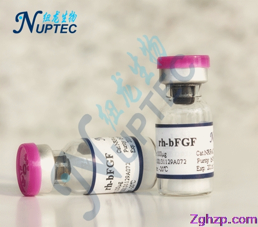 重组人碱性成纤维细胞生长因子（rh-bFGF）